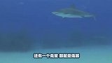 鲨鱼为什么不吃海豚鲨鱼：真的追不上，追上了也打不过