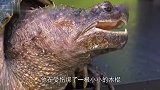 外国人少系列,男子作死挑战鳄鱼龟,看着都痛