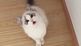 猫：咪铲屎官，我要吃小鱼干！