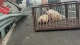 猪都学会上吊了，二师兄做梦也没想到会葬送于车祸