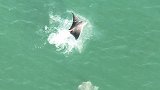 罕见画面！美国佛罗里达州一条斑点鹞鲼跃出海面被拍到
