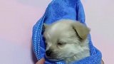 主人一帮小奶狗包上毯子，小奶狗立马闭上眼睛，秒睡