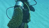 小姐姐探寻海底世界，结果被大海参吸到了氧气瓶上，这下发财了！