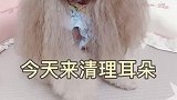 日常清理小狗耳朵分享