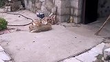 猫猫，金窝银窝不如自己的狗窝
