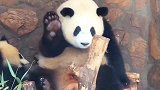 即使黑得像个碳头也绝不洗澡，熊猫：你在干什么，放手！