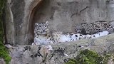 雪豹妈妈日常带娃，小豹子在石头边上睡着，妈妈将它叼回安全地带