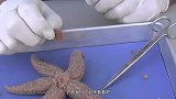 海星真的能吃吗？渔民把海星切开后，产生了深深的怀疑！