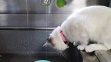 猫咪自食其力，爬上水缸找水喝，真是太聪明了吧