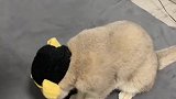 这个小猫怎么长得像八戒