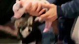 猪, 你别拦着, 我就是看它不顺要揍它