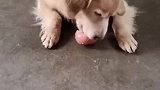 狗妈妈把苹果咬碎给狗宝宝吃