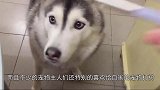 铲屎官给哈士奇穿上了新鞋子，结果走出了独特的步伐，太可爱了