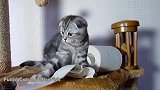 玩卷纸的可爱小猫咪，这呆萌的样子，还真是可爱！