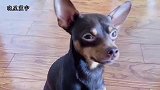主人问狗狗在家干什么了，鹿犬的举动让主人笑岔气