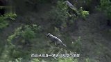 野猪母子被狼群追捕，猪妈妈藏好宝宝独自迎战群狼！它能活下来吗