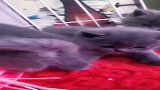铲屎官的小可爱