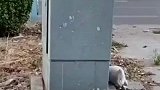 猫咪追着绳子绕圈，无论怎么追都追不上