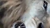 这猫有点叛逆呀，都学会烫头了