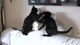 两只黑猫正在练拳，你打我一下，我一定要打回来