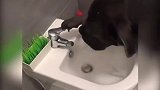 自己打开水龙头喝水，不喝也能自己关水，这狗也太厉害了