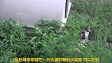 野猫母亲与两只孩子，看到形象后，才感叹母亲太有担当了