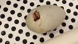 生了生了！猫鸭恋正式开始！