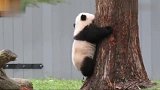 熊猫贝贝练习爬树，萌萌的小短腿很亮眼，看完血槽已空