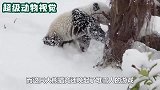 大熊猫玩雪人，不小心掰断了雪人脑袋，熊猫-我杀熊了
