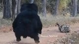 印度一头黑熊与老虎相遇 站起身威吓老虎