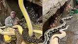 男子群蟒盖身当棉被 与蟒共舞神情悠然
