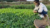 农村媳妇薅小青菜，做韭菜鸡蛋捞面条，一人一瓢吃着真得劲