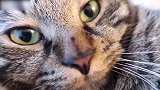 你这只萌萌的猫咪啊，看这奶凶奶凶的眼神，真是可爱呢！