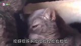 你经历过绝望吗猫咪带你体验直击灵魂深处