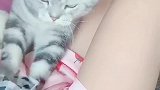 任劳任怨的小猫咪，你家有吗