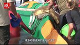 小猴被渔网缠住奄奄一息，猴妈妈及时向人类求救，镜头拍下全过程