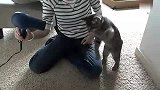 生活-与电吹风打架的猫