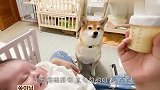 自从女主人生了宝宝，柴犬就成了这样，场面萌翻了