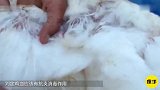 中国早期的“黑科技”网友智商不够，鸡血来凑