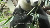 熊猫正吃得津津有味，突然被竹笋被砸中，反应太丢国宝的脸