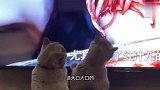 猫：这日子没法过了，你把我烤了得了