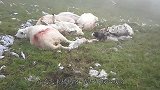 22头牛被闪电击中，四脚朝天倒在地上，整齐的排成一排