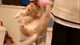 橘猫：赶紧放开我，不然我就用佛山无影脚踢你了！