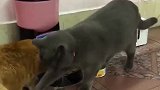 猫：吃够了没，该我吃了！