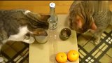 狸花猫：铲屎的，你倒是去弄俩菜来啊