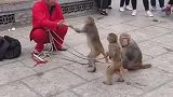 万物皆有灵性，猴子下一幕的举动，围观群众看完笑得肚子疼