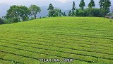 一芽一叶、一芽两叶的毛尖是茶中贵族吗