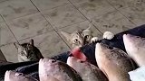 小流浪猫也会买鱼