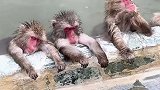 猴哥这日子过得好巴适