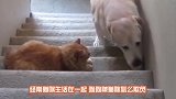 千万不要让浣熊逮到猫，不然一撸就是一辈子，镜头拍下全过程